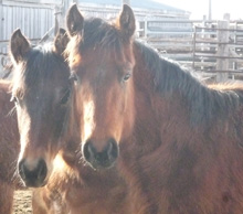 red roan
